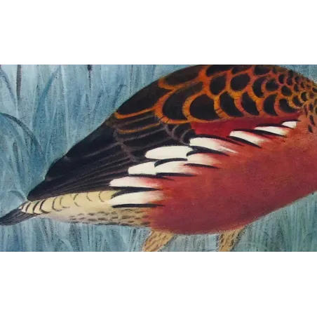 Whistling Duck by H. Goodchild – Birds of Australia