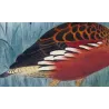Whistling Duck (*Dendrocygna gouldi*) – Original lithograph by H. Goodchild, Mathews (1910–27)