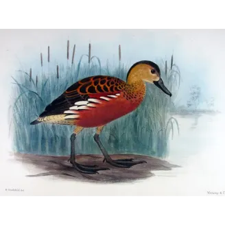 Whistling Duck by H. Goodchild – Birds of Australia