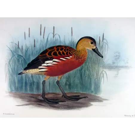 Whistling Duck by H. Goodchild – Birds of Australia