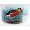 Whistling Duck (*Dendrocygna gouldi*) – Original lithograph by H. Goodchild, Mathews (1910–27)