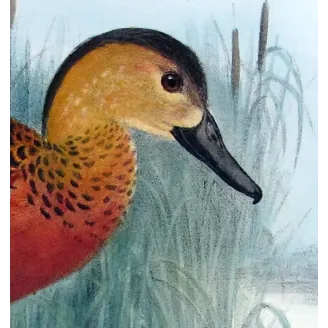 Whistling Duck by H. Goodchild – Birds of Australia