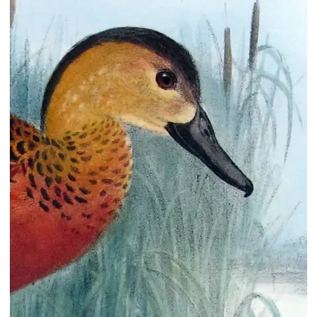 Whistling Duck by H. Goodchild – Birds of Australia