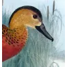 Whistling Duck (*Dendrocygna gouldi*) – Original lithograph by H. Goodchild, Mathews (1910–27)