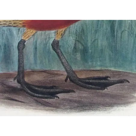 Whistling Duck by H. Goodchild – Birds of Australia