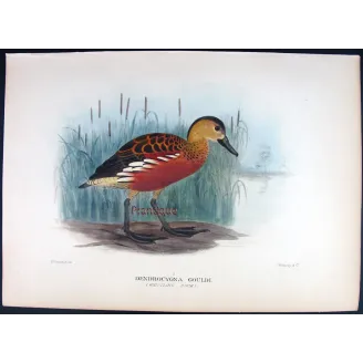 Whistling Duck by H. Goodchild – Birds of Australia