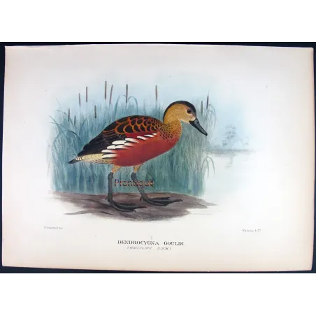 Whistling Duck by H. Goodchild – Birds of Australia