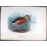Whistling Duck (*Dendrocygna gouldi*) – Original lithograph by H. Goodchild, Mathews (1910–27)