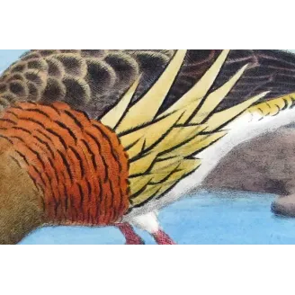 Plumed Whistling Duck by H. Goodchild – Birds of Australia