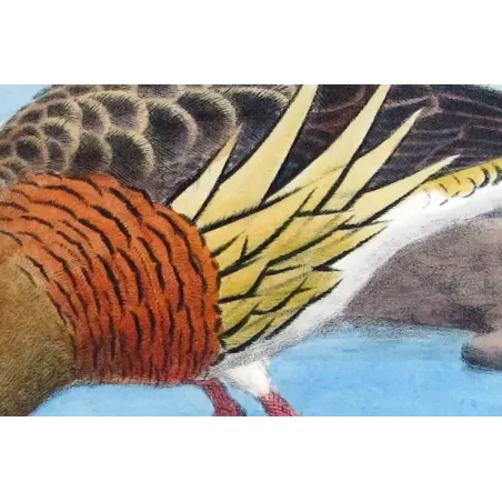 Plumed Whistling Duck by H. Goodchild – Birds of Australia