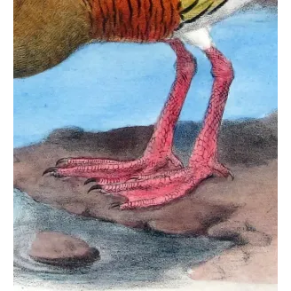 Plumed Whistling Duck by H. Goodchild – Birds of Australia