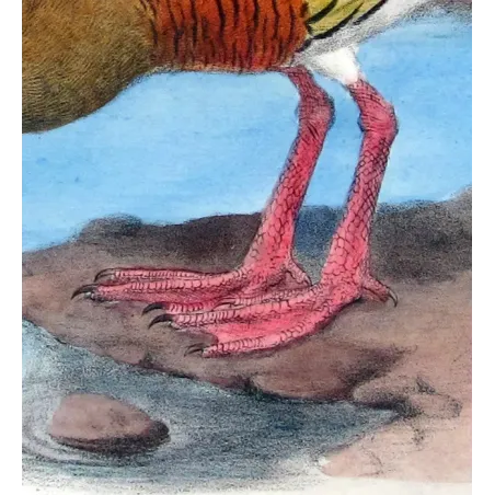Plumed Whistling Duck by H. Goodchild – Birds of Australia