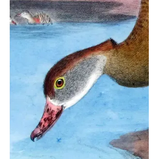 Plumed Whistling Duck by H. Goodchild – Birds of Australia