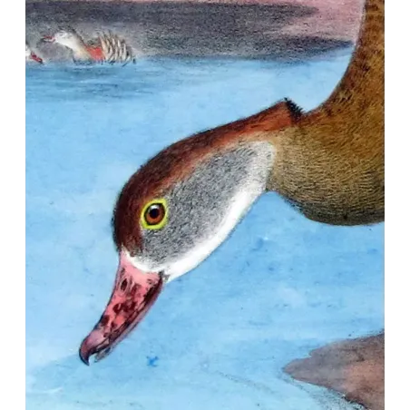 Plumed Whistling Duck by H. Goodchild – Birds of Australia