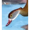 Plumed Whistling Duck (*Dendrocygna eytoni*) – Original lithograph by H. Goodchild, Mathews (1910–27)