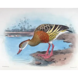Plumed Whistling Duck by H. Goodchild – Birds of Australia