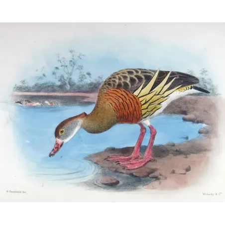 Plumed Whistling Duck by H. Goodchild – Birds of Australia