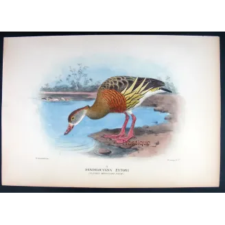 Plumed Whistling Duck by H. Goodchild – Birds of Australia