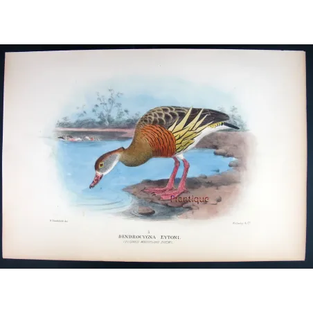 Plumed Whistling Duck by H. Goodchild – Birds of Australia