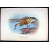 Plumed Whistling Duck (*Dendrocygna eytoni*) – Original lithograph by H. Goodchild, Mathews (1910–27)