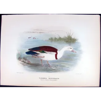 White-headed Sheldrake by Henrik Grønvold – Birds of Australia