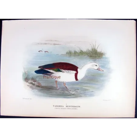 White-headed Sheldrake by Henrik Grønvold – Birds of Australia