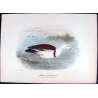 White-headed Sheldrake (*Tadorna rufitergum*) – Original lithograph by Henrik Grønvold, Mathews (1910–27)