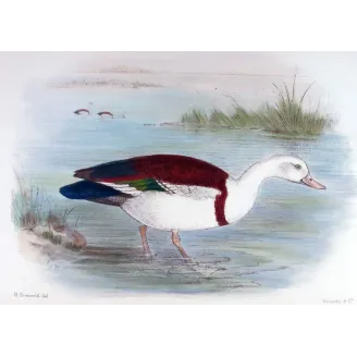 White-headed Sheldrake by Henrik Grønvold – Birds of Australia