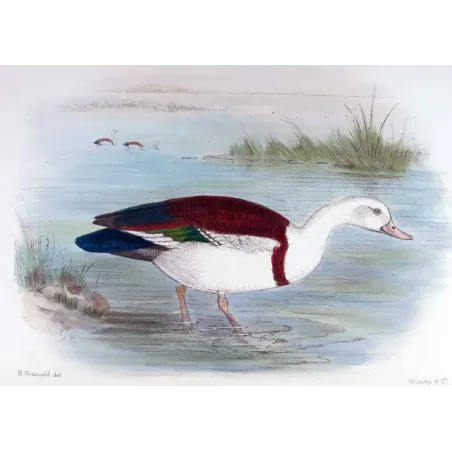 White-headed Sheldrake by Henrik Grønvold – Birds of Australia