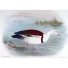 White-headed Sheldrake (*Tadorna rufitergum*) – Original lithograph by Henrik Grønvold, Mathews (1910–27)