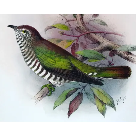 Bronze Cuckoo - Henrik Grønvold – Antique Print – Australia