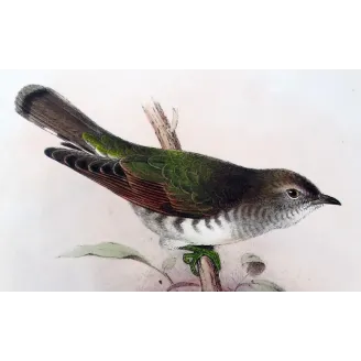 Bronze Cuckoo - Henrik Grønvold – Antique Print – Australia