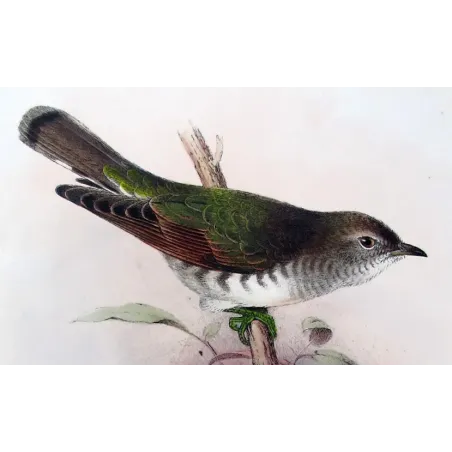 Bronze Cuckoo - Henrik Grønvold – Antique Print – Australia