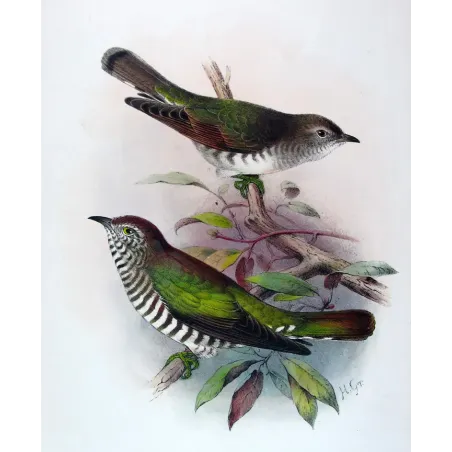 Bronze Cuckoo - Henrik Grønvold – Antique Print – Australia