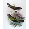 Bronze Cuckoo (*Lamprococcyx plagosus*) – Original lithograph by Henrik Grønvold, Mathews (1910–27)