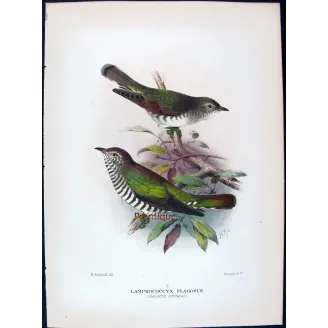 Bronze Cuckoo - Henrik Grønvold – Antique Print – Australia