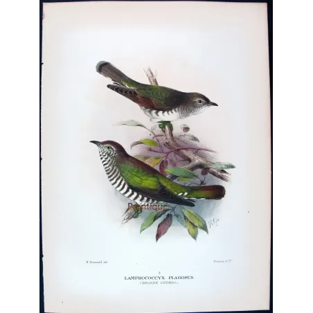 Bronze Cuckoo - Henrik Grønvold – Antique Print – Australia