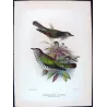 Bronze Cuckoo (*Lamprococcyx plagosus*) – Original lithograph by Henrik Grønvold, Mathews (1910–27)