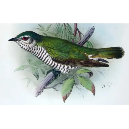 Little Bronze Cuckoo – Grønvold – Antique Print – Australia