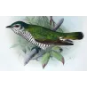 Rufous-throated & Little Bronze Cuckoo (*Lamprococcyx russatus,minutillus*) – Original by Henrik Grønvold, Mathews (1910–27)