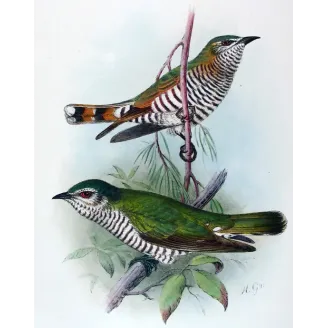 Little Bronze Cuckoo – Grønvold – Antique Print – Australia