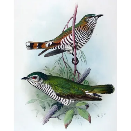 Little Bronze Cuckoo – Grønvold – Antique Print – Australia
