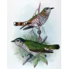 Rufous-throated & Little Bronze Cuckoo (*Lamprococcyx russatus,minutillus*) – Original by Henrik Grønvold, Mathews (1910–27)