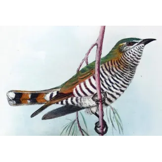 Little Bronze Cuckoo – Grønvold – Antique Print – Australia