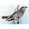 Rufous-throated & Little Bronze Cuckoo (*Lamprococcyx russatus,minutillus*) – Original by Henrik Grønvold, Mathews (1910–27)