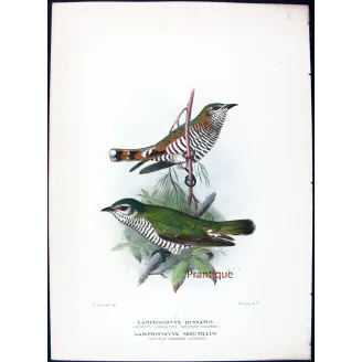 Little Bronze Cuckoo – Grønvold – Antique Print – Australia