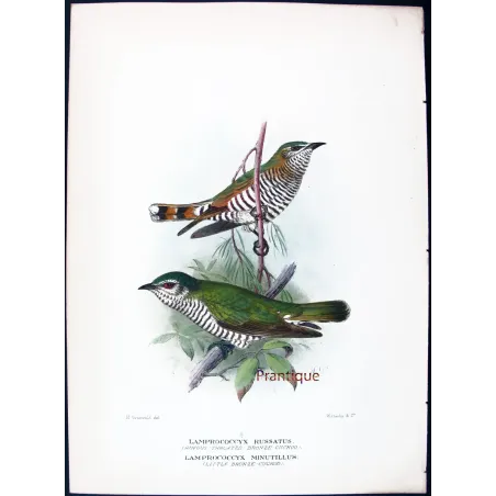 Little Bronze Cuckoo – Grønvold – Antique Print – Australia
