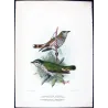 Rufous-throated & Little Bronze Cuckoo (*Lamprococcyx russatus,minutillus*) – Original by Henrik Grønvold, Mathews (1910–27)