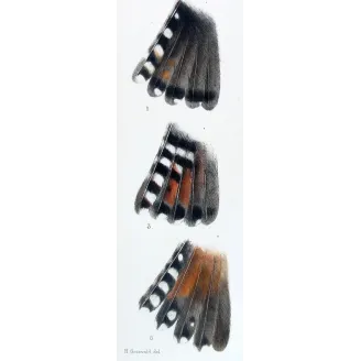 Tails of Bronze Cuckoos – Henrik Grønvold – Antique Print