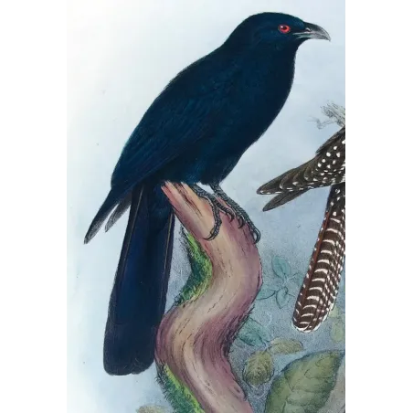 Koel by Henrik Grønvold – Antique Print – Australia